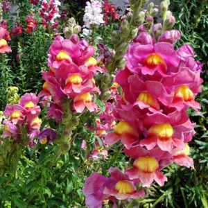 Reyon Ermenek Antirrhinum Rainbow Karışık Renkli Aslanağzı Çiçeği Tohumu ( 200 Adet)