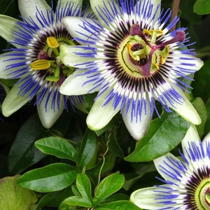 Reyon Ermenek Passiflora Dev Çarkıfelek Çiçeği Tohumu ( 5 Adet)