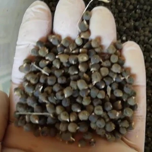 Doğal Bamya Şifa Amaçlıadetu  ( 0,5 Kg)