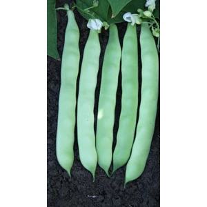 Yerli Oturak Şeker Fasulye Tohumu 100 gr