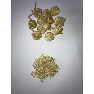 Sarımsak Tohumu Arpacık 5 gr Ort 60 Ad Tohum