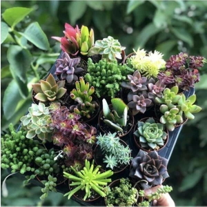 Hira Çiçekçilik Sedum Sukulent Mix 20 Adet