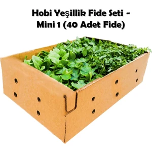 Fide Vadisi Hobi Yeşillik Fide Seti - Mini 1 (40 Adet Fide)