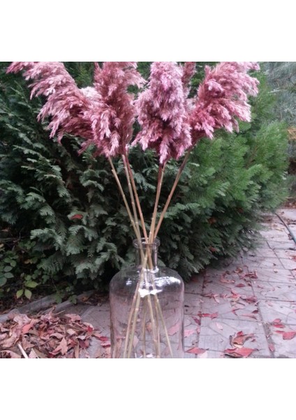 8'li Büyük Demet Pampas Pembe 100CM Boyunda fiyatları