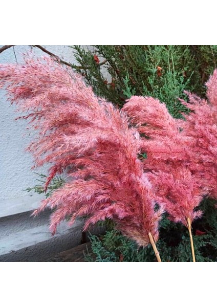 8'li Büyük Demet Pampas Pembe 100CM Boyunda modelleri