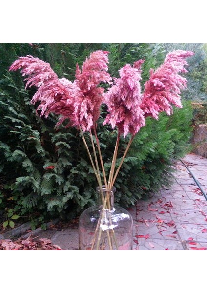 8'li Büyük Demet Pampas Pembe 100CM Boyunda fırsatları