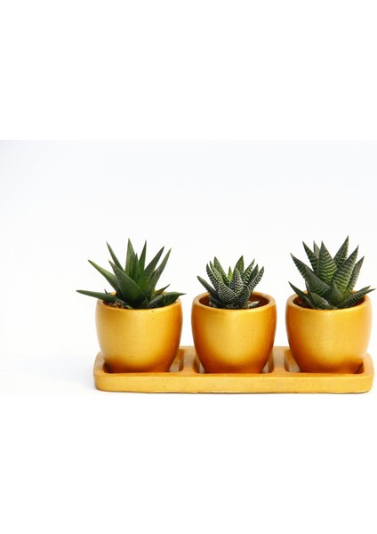 Tunç Botanik Trio Orange Sukulent Seti 3'lü Haworthia