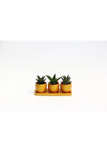 Trio Orange Hediyelik Sukulent Seti - Haworthia, Aloe Ferox fiyatları