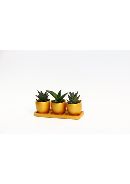 Trio Orange Hediyelik Sukulent Seti - Haworthia, Aloe Ferox fırsatları