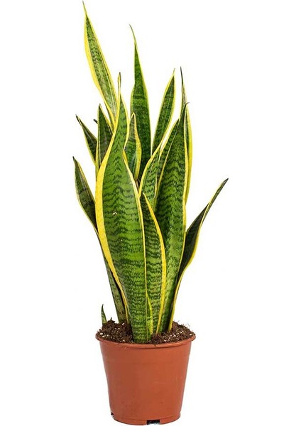 Sansevieria Trifasciata Laurentii 21 cm Saksıda