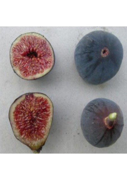 Tüplü Iri Meyveli Siyah Incir Fidanı( 3 Yaşında Boy 120 Cm)