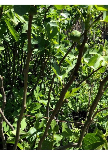 Tüplü Iri Meyveli Siyah Incir Fidanı( 3 Yaşında Boy 120 Cm) fiyatları