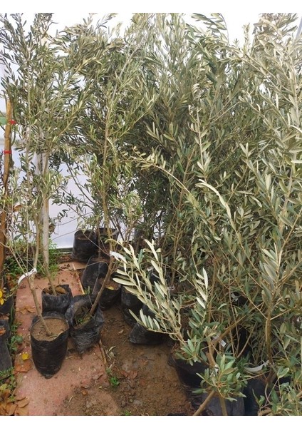 Tüplü Gemlik Siyah Zeytin Fidanı( 3 Yaşında Boy 120 Cm) fiyatları
