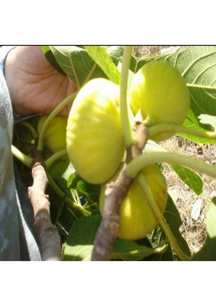 Tüplü Beyaz Lob Incir Fidanı ( 3 Yaşında Boy 120 Cm)