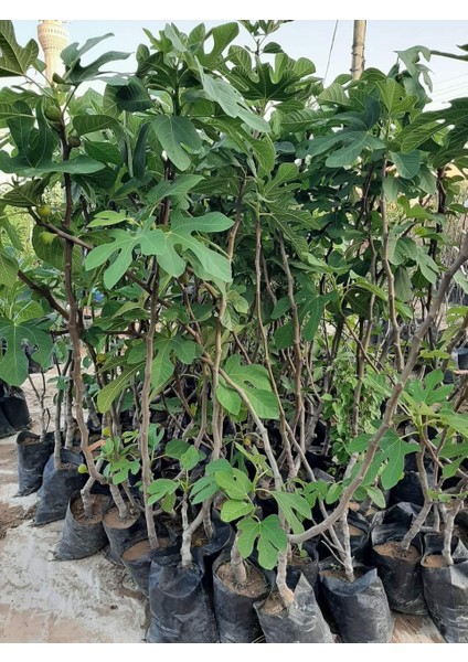 Tüplü Beyaz Lob Incir Fidanı ( 3 Yaşında Boy 120 Cm) fiyatları