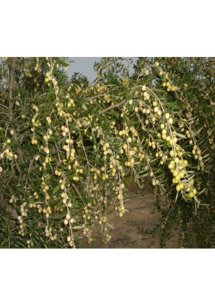 (4 Adet) Tüplü Bodur Arbequine Zeytin Fidanı 1 Yaş (40-60 Cm)