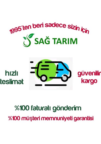 (4 Adet) Tüplü Bodur Arbequine Zeytin Fidanı 1 Yaş (40-60 Cm)