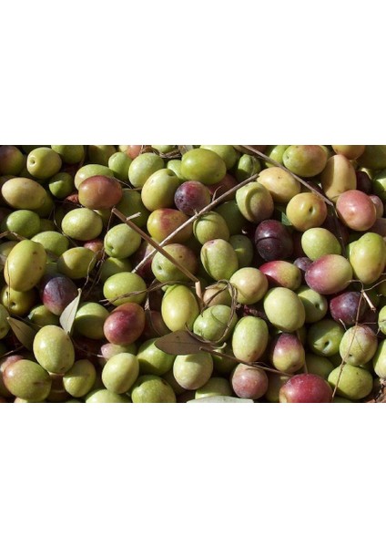 Tüplü Ayvalık Zeytin Fidanı 2 Yas( 40-60 Cm)