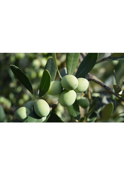 (2 Adet) Tüplü Gemlik Zeytin Fidanı 1 Yaş