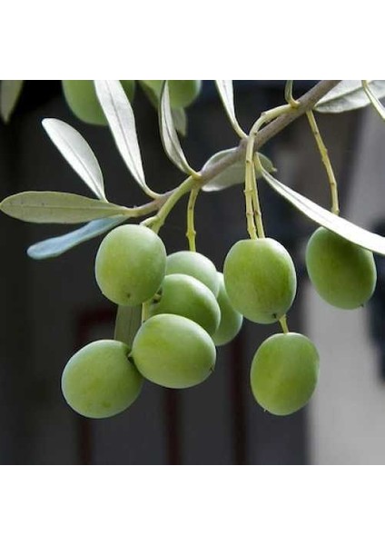 Tüplü Halhalı Zeytin Fidanı 2 Yaş 60-80 cm