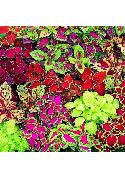 Mixed Kolyos ( Coleus) Yaprak Güzeli Çiçeği Tohumu ( 700 Adet)