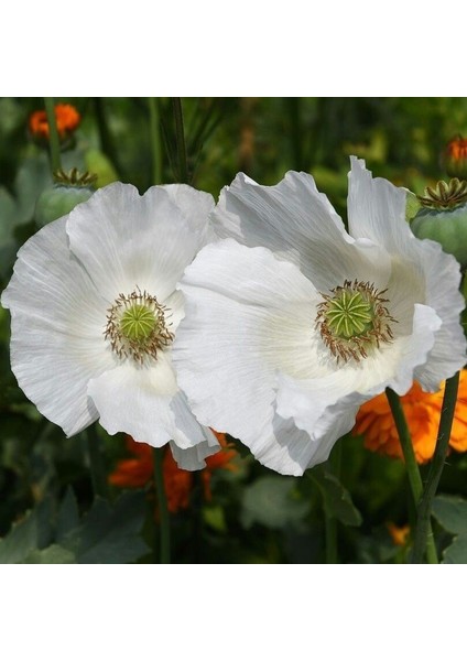 Beyaz Karlıada Gelincik Papaver Çiçeği Tohumu ( 100 Adet)