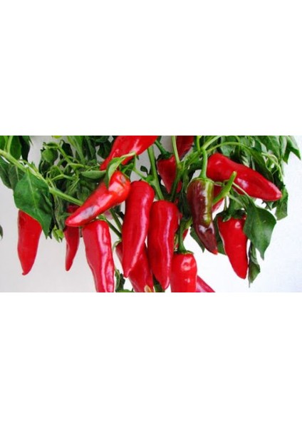Yerli Orta Acı Maraş Biberi Tohumu 25 gr Ort 3000 Ad Tohum fiyatları