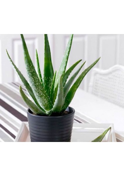 Alovera Çiçeği Fidanı Saksılı 30 cm 50 cm Saksılı