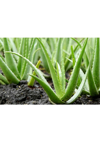 Alovera Çiçeği Fidanı Saksılı 30 cm 50 cm Saksılı fiyatları