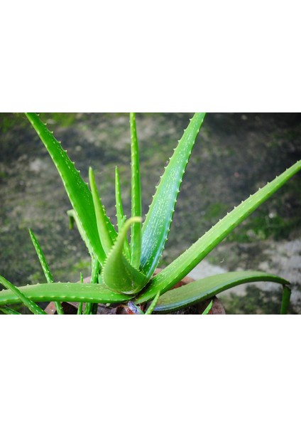 Alovera Çiçeği Fidanı Saksılı 30 cm 50 cm Saksılı modelleri