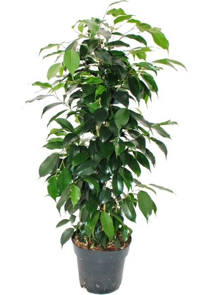 Yeşil Benjamin Çiçeği Fidanı Saksılı 40 cm 60 cm