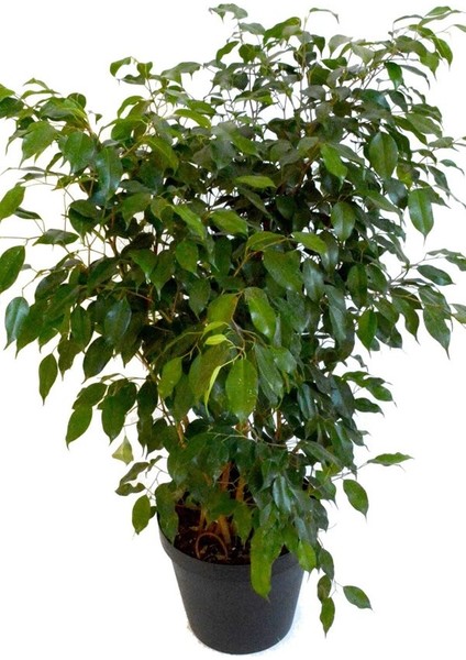 Yeşil Benjamin Çiçeği Fidanı Saksılı 40 cm 60 cm