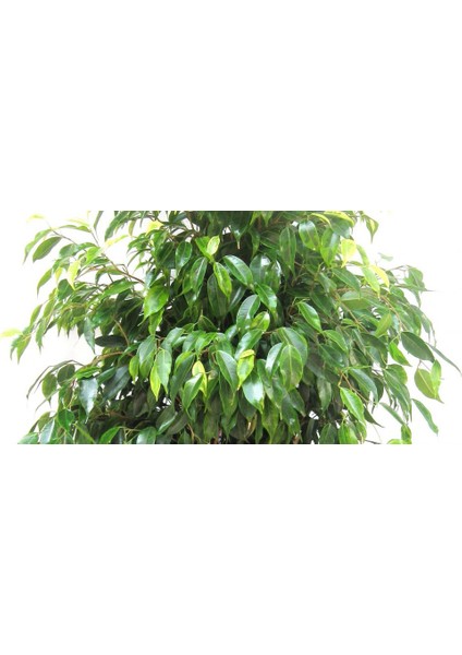 Yeşil Benjamin Çiçeği Fidanı Saksılı 40 cm 60 cm