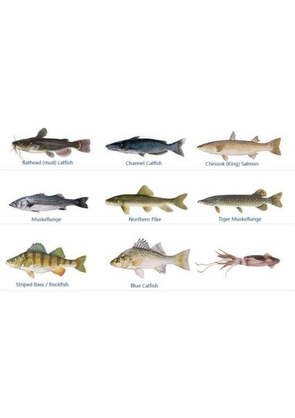 Profısher Kalamar Sahtesi 11CM 22GR Sim Elbise Fosforlu Sert Yem Kırmızı fırsatları