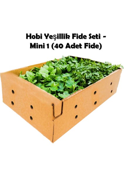 Fide Vadisi Hobi Yeşillik Fide Seti - Mini 1 (40 Adet Fide)