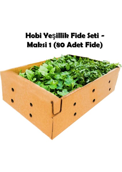 Fide Vadisi Hobi Yeşillik Fide Seti - Maksi 1 (80 Adet Fide)