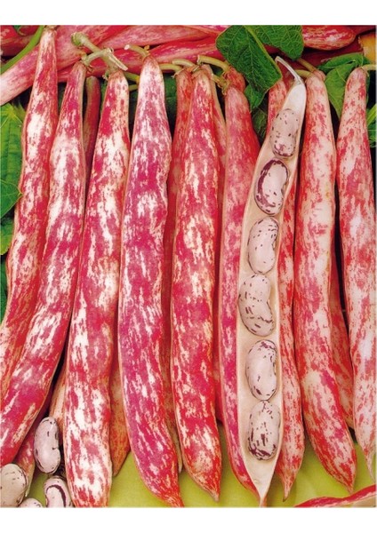 Barbunya Tohumu Sırık Defne - 1kg