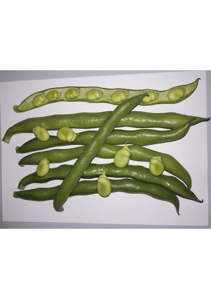 Bakla Tohumu Hilal - 1kg