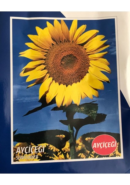 Ayçiçek Tohumu 20GR