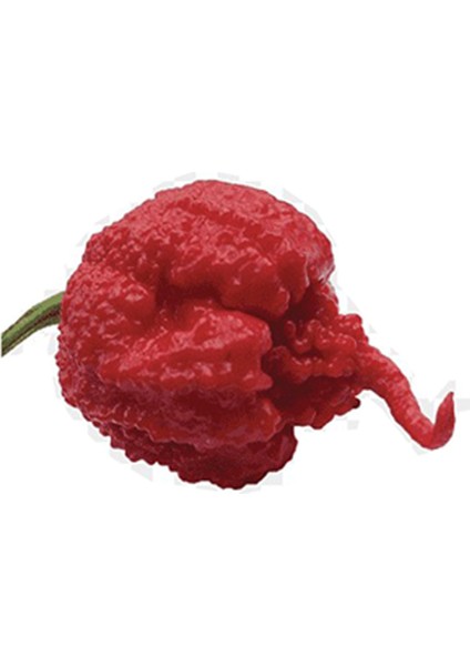 Tohumcu Kikizade Carolina Reaper Biberi + 50