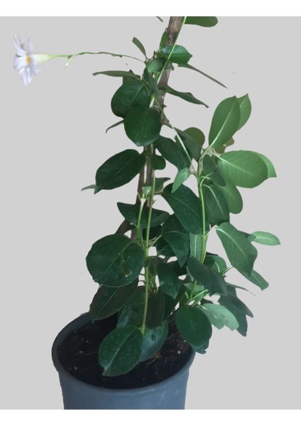 Mandevilla-Sandavilla Sarmaşığı 50-70CM fiyatları