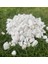 Beyaz Dolomit Taş 5 kg 2-4 cm Peyzaj Taşı Dekoratif Akvaryum Bahçe Süs Taşları Saksı Taşı 2