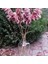 8'li Büyük Demet Pampas Pembe 100CM Boyunda 2
