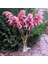 8'li Büyük Demet Pampas Pembe 100CM Boyunda 4