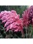 8'li Büyük Demet Pampas Pembe 100CM Boyunda 5