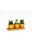 Trio Orange Hediyelik Sukulent Seti - Haworthia, Echeveria 4