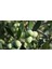 Tüplü Gemlik Zeytin Fidanı 3 Yaş 1