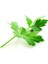 Yerli Maydanoz Tohumu 100 gr (Ort 50000 Ad Tohum) 1