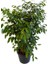 Yeşil Benjamin Çiçeği Fidanı Saksılı 40 cm 60 cm 2