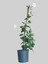 Mandevilla-Sandavilla Sarmaşığı 50-70CM 1